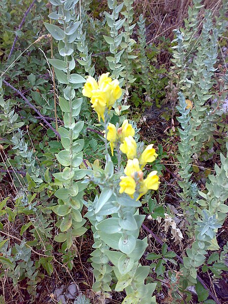 File:Linaria genistifolia ssp dalmatica 02.jpg