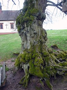 Bole of an ancient Tilia at Frankenbrunn, Bavaria Linde bei Frankenbrunn.jpg