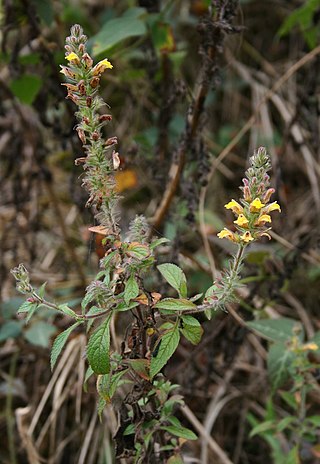 <i>Lindenbergia</i> Genus of flowering plants in the broomrape family Orobanchaceae