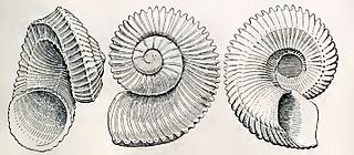 <i>Liocarinia disjuncta</i> species of mollusc