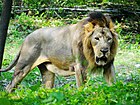 Asiatic Lion panthera leo persica at Zoological park in Visakhapatnam