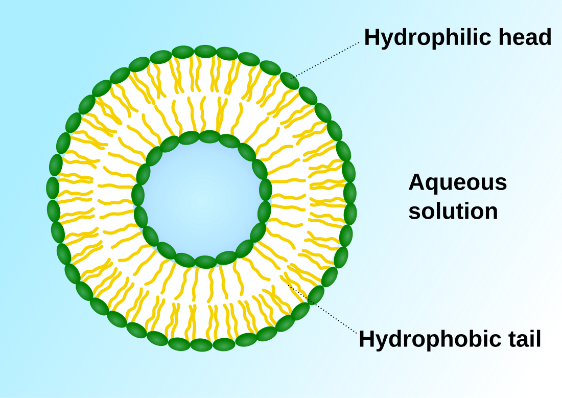 Vesicle (biology and chemistry)