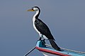 * Nomination Little pied cormorant at Sanur Beach, Bali. --Satdeep Gill 10:52, 24 September 2022 (UTC) * Promotion  Support Good quality. --Drow male 09:16, 25 September 2022 (UTC)