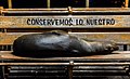 Sea lion (Zalophus californianus wollebaeki) lying on a bench in Puerto Baquerizo Moreno, San Cristóbal Island.