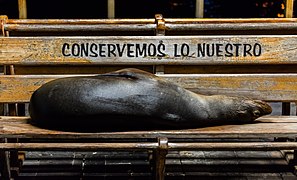 Sea lion (Zalophus californianus wollebaeki) lying on a bench in Puerto Baquerizo Moreno, San Cristóbal Island.