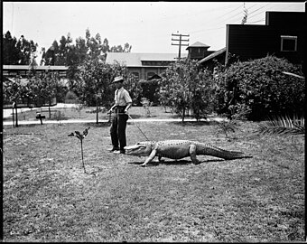 Los Angeles Alligator Farm (ca. 1907) 08.jpg