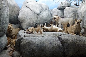 Diorama des lions.