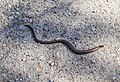 * Nomination Slow worm (Anguis fragilis), Jurata, Hel Peninsula, Poland --Poco a poco 15:08, 8 June 2013 (UTC) * Decline  Comment Not very sharp --Christian Ferrer 16:29, 16 June 2013 (UTC) Agreed. Mattbuck 19:11, 16 June 2013 (UTC)