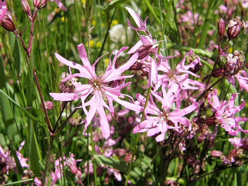 File:Lychnis flos-cuculi. Flor del cuquiellu.jpg