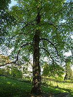 4 Linden trees at the war memorial 1914/18