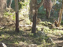 Barbary macaques at the Ziama Mansouriah in Jijel Province, Algeria Macaque berbere a Ziama Mansouriah 17 (Algerie).jpg