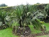 Macrozamia moorei, Parque Terra Nostra, Furnas, Azoren