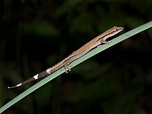 Gecko sans griffes de Madagascar (Ebenavia inunguis), réserve de Vohimana, Madagascar 03.jpg