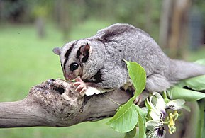 Beschrijving van de Mahogany glider.jpg afbeelding.