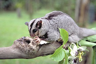 <span class="mw-page-title-main">Mahogany glider</span> Species of marsupial