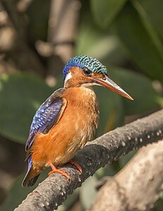 Malachite kingfisher (Corythornis cristatus galerita).jpg/2