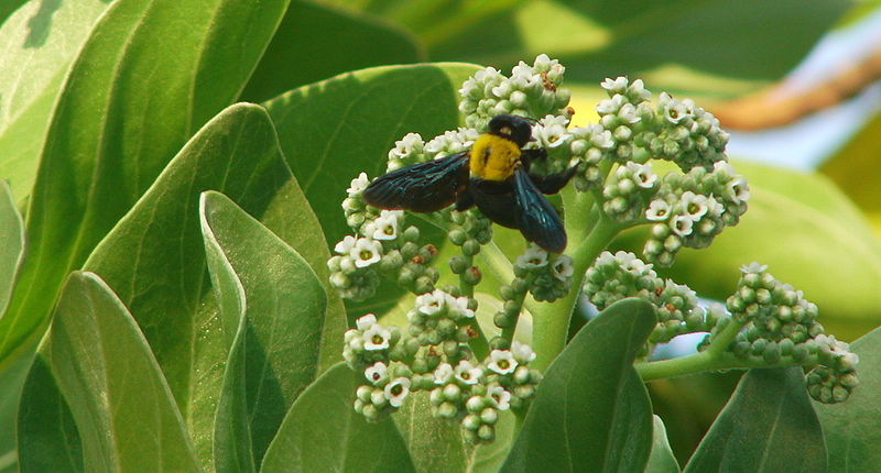 File:Maldives 09657.jpg