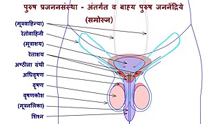 Male Reproductive System - Front view.jpg