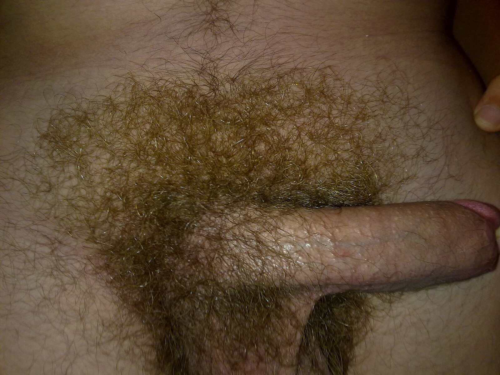 File:Male pubic hair with erect penis.jpg.