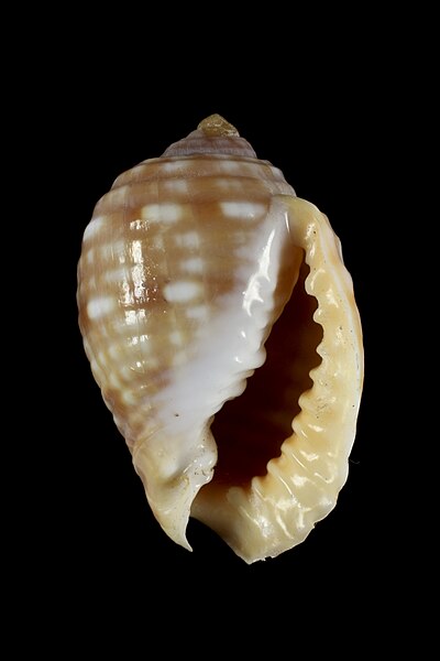 File:Malea pomum (MNHN-IM-2009-23314).jpeg