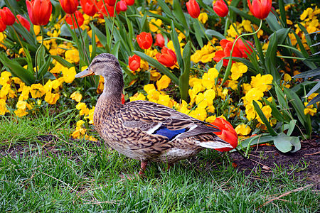 Mallard duke (female) in Desenzano del Garda