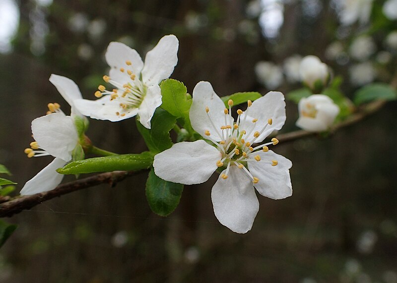 File:Malus sylvestris kz01.jpg