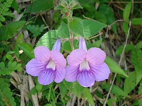 Mandirola multiflora.jpg