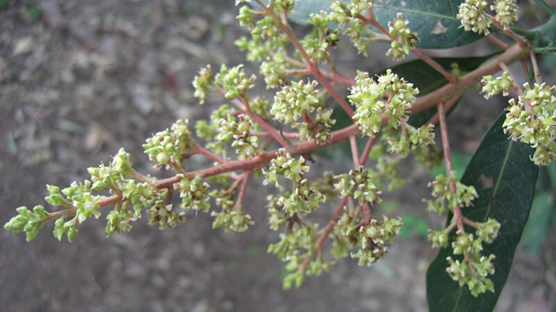 File:Mango Flower.jpg