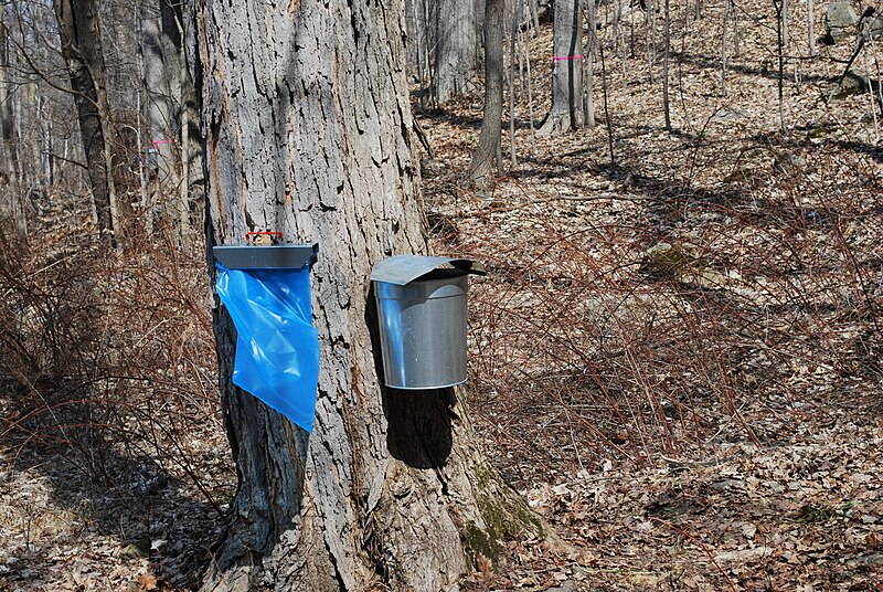 File:Maple sap collecting at Bowdoin Park, New York.JPG