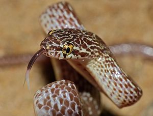 Marbled Tree Snake (Dipsadoboa aulica) threat display close-up (13922956201).jpg