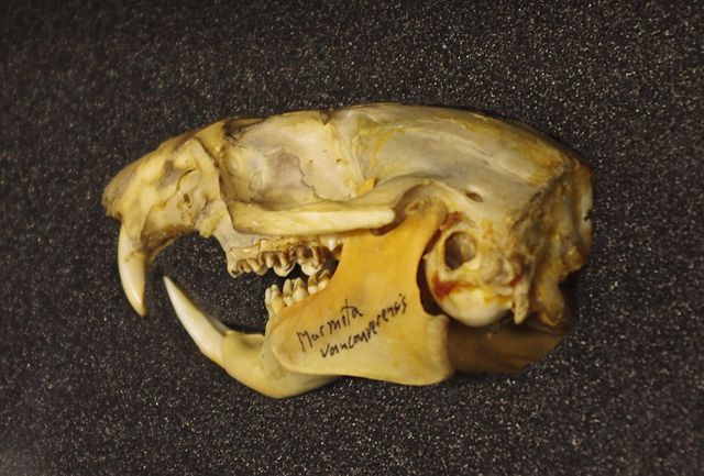 Vancouver Island marmot skull