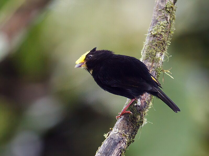 File:Masius chrysopterus - Golden-winged Manakin - male (cropped).jpg