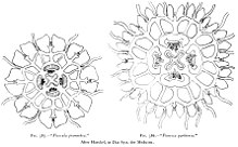 Medusae of world-vol03 fig385-6 Floscula.jpg