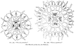 Medusae of world-vol03 fig385-6 Floscula.jpg