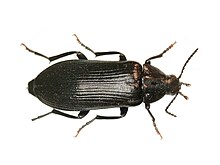 Melandrya caraboides (Melandryidae) - (imago), Arnhem, the Netherlands.jpg