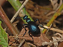 Meloidae - Meloe violaceus.JPG 