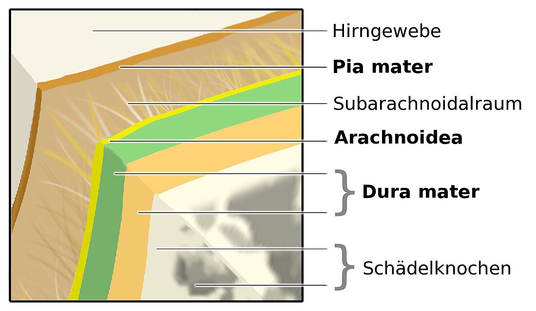 File:Meningen.jpg