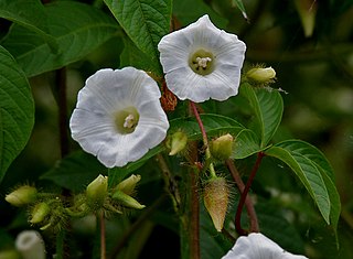 <i>Merremia</i> Genus of flowering plants