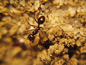 Messor barbarus's worker with a millet grain