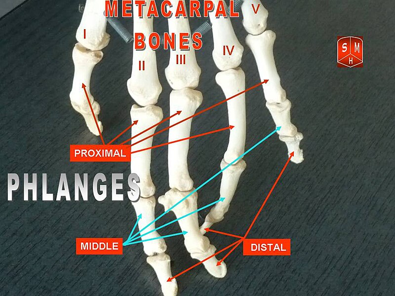 File:Metacarpal bones3.jpg