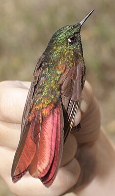 Shiny redtail