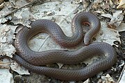 Midwesten worm snake.jpg