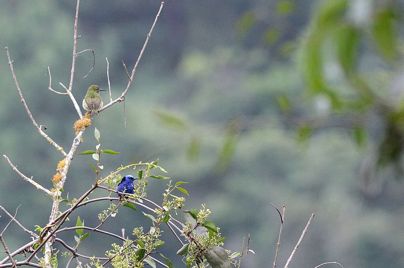 File:Mielero Pata Roja Hembra y Macho, Huauchinango Puebla, México (9002679019).jpg