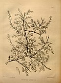 Krameria parvifolia (now Krameria erecta)
