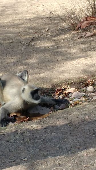 File:Monkey at Ranthambor national park.jpg