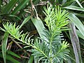 Juvenile foliage