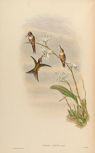 <span class="mw-page-title-main">Inagua woodstar</span> Species of hummingbird