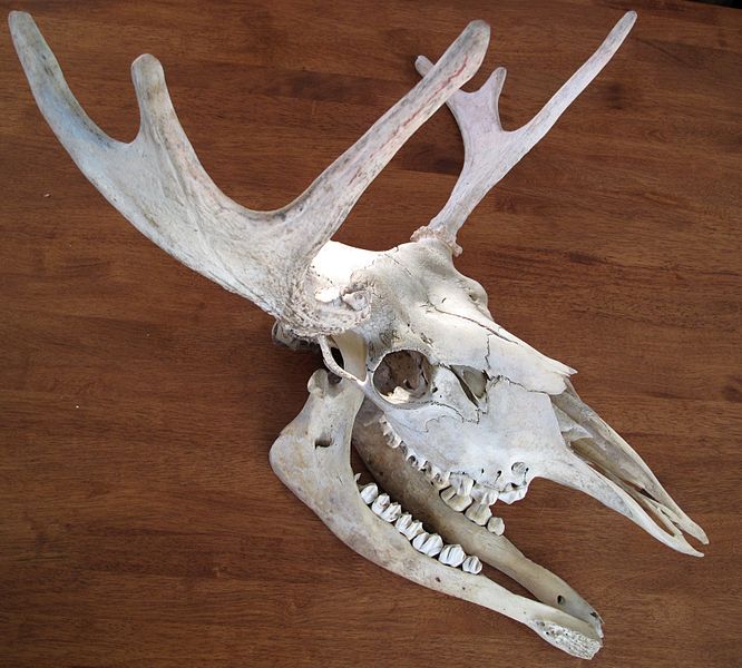 File:Moose Skull sideview.jpg