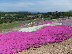 Moss phlox fields in Omori, Yokote, Akita, Japan.jpg