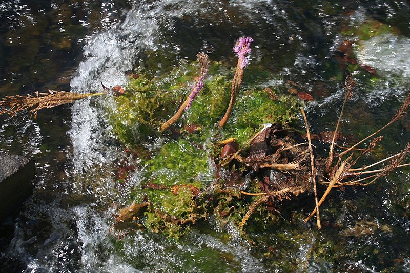 File:Mourera fluviatilis leaves flowers fruits.JPG